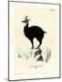 Chamois-null-Mounted Giclee Print