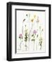 Chamomile, Clover and Dandelion-Janel Bragg-Framed Art Print