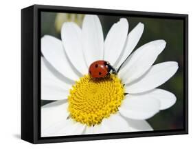 Chamomile Flower And Ladybird-Adrian Bicker-Framed Stretched Canvas
