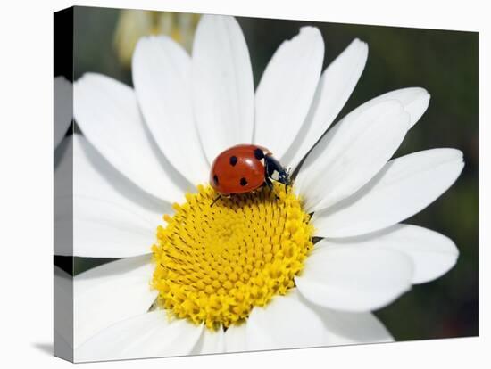 Chamomile Flower And Ladybird-Adrian Bicker-Stretched Canvas