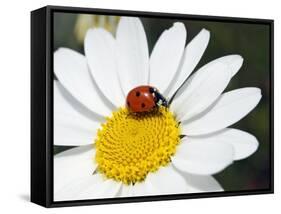 Chamomile Flower And Ladybird-Adrian Bicker-Framed Stretched Canvas