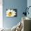Chamomile Flower And Ladybird-Adrian Bicker-Stretched Canvas displayed on a wall