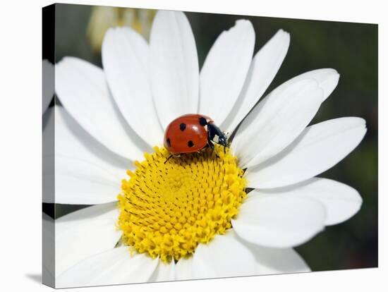 Chamomile Flower And Ladybird-Adrian Bicker-Stretched Canvas