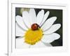 Chamomile Flower And Ladybird-Adrian Bicker-Framed Photographic Print