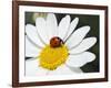 Chamomile Flower And Ladybird-Adrian Bicker-Framed Photographic Print