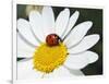 Chamomile Flower And Ladybird-Adrian Bicker-Framed Photographic Print