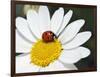 Chamomile Flower And Ladybird-Adrian Bicker-Framed Photographic Print