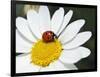 Chamomile Flower And Ladybird-Adrian Bicker-Framed Photographic Print