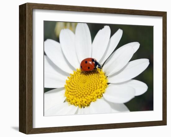 Chamomile Flower And Ladybird-Adrian Bicker-Framed Photographic Print