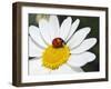 Chamomile Flower And Ladybird-Adrian Bicker-Framed Photographic Print