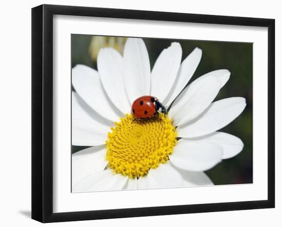 Chamomile Flower And Ladybird-Adrian Bicker-Framed Photographic Print