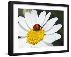 Chamomile Flower And Ladybird-Adrian Bicker-Framed Photographic Print