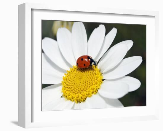 Chamomile Flower And Ladybird-Adrian Bicker-Framed Photographic Print