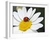 Chamomile Flower And Ladybird-Adrian Bicker-Framed Photographic Print