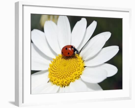 Chamomile Flower And Ladybird-Adrian Bicker-Framed Photographic Print