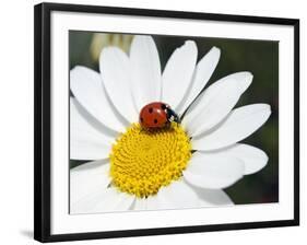 Chamomile Flower And Ladybird-Adrian Bicker-Framed Photographic Print