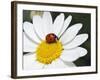 Chamomile Flower And Ladybird-Adrian Bicker-Framed Photographic Print