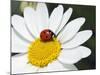 Chamomile Flower And Ladybird-Adrian Bicker-Mounted Photographic Print