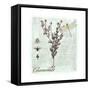 Chamomile Herb-Tina Lavoie-Framed Stretched Canvas