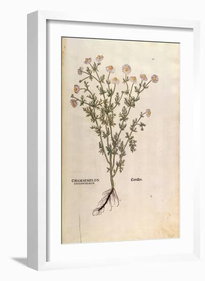 Chamomile - Matricaria Chamomilla (Chamaemelum Leucanthemum) by Leonhart Fuchs from De Historia Sti-null-Framed Giclee Print