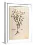 Chamomile - Matricaria Chamomilla (Chamaemelum Leucanthemum) by Leonhart Fuchs from De Historia Sti-null-Framed Giclee Print