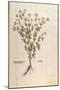 Chamomile - Matricaria Chamomilla (Chamaemelum Leucanthemum) by Leonhart Fuchs from De Historia Sti-null-Mounted Giclee Print