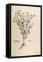 Chamomile - Matricaria Chamomilla (Chamaemelum Leucanthemum) by Leonhart Fuchs from De Historia Sti-null-Framed Stretched Canvas