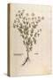 Chamomile - Matricaria Chamomilla (Chamaemelum Leucanthemum) by Leonhart Fuchs from De Historia Sti-null-Stretched Canvas