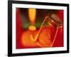 Champagne Cork and Cover-Peter Adams-Framed Photographic Print