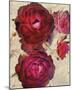 Champagne Floral I-Collezione Botanica-Mounted Giclee Print