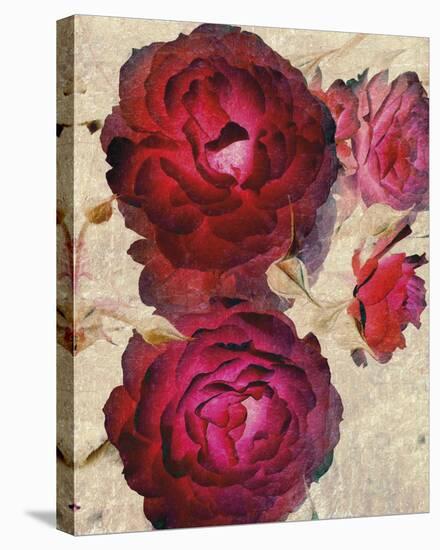 Champagne Floral I-Collezione Botanica-Stretched Canvas