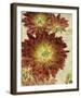 Champagne Floral III-Collezione Botanica-Framed Giclee Print