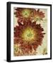 Champagne Floral III-Collezione Botanica-Framed Giclee Print