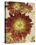 Champagne Floral III-Collezione Botanica-Stretched Canvas