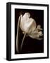 Champagne Tulip I-Charles Britt-Framed Giclee Print