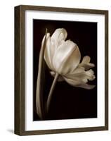Champagne Tulip I-Charles Britt-Framed Giclee Print