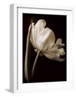 Champagne Tulip I-Charles Britt-Framed Giclee Print