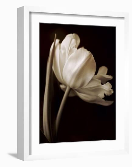 Champagne Tulip I-Charles Britt-Framed Giclee Print