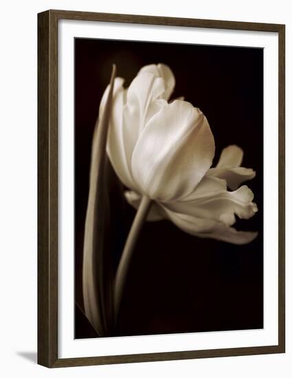 Champagne Tulip I-Charles Britt-Framed Giclee Print