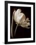 Champagne Tulip I-Charles Britt-Framed Giclee Print