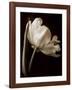 Champagne Tulip I-Charles Britt-Framed Giclee Print