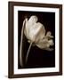 Champagne Tulip I-Charles Britt-Framed Giclee Print