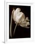 Champagne Tulip I-Charles Britt-Framed Giclee Print