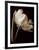 Champagne Tulip I-Charles Britt-Framed Giclee Print