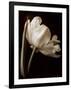 Champagne Tulip I-Charles Britt-Framed Giclee Print