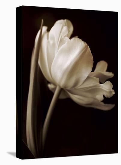 Champagne Tulip I-Charles Britt-Stretched Canvas