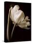 Champagne Tulip I-Charles Britt-Stretched Canvas