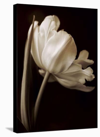 Champagne Tulip I-Charles Britt-Stretched Canvas