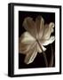 Champagne Tulip II-Charles Britt-Framed Giclee Print