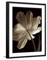 Champagne Tulip II-Charles Britt-Framed Giclee Print